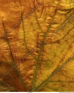 Leaves 0027